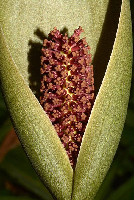 Gorgonidium intermedium