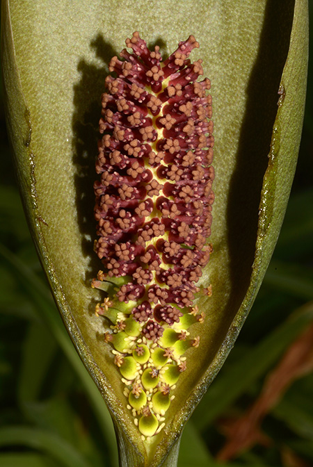 Gorgonidium intermedium
