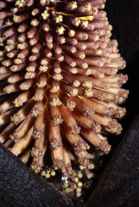 Gorgonidium vermicidum