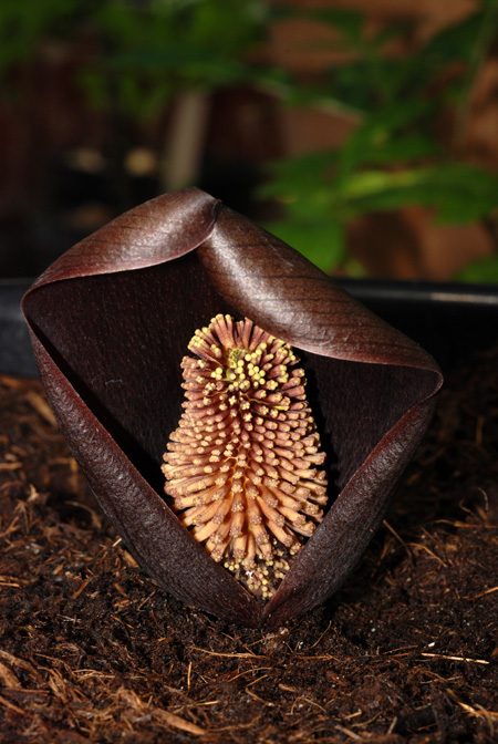 Gorgonidium vermicidum