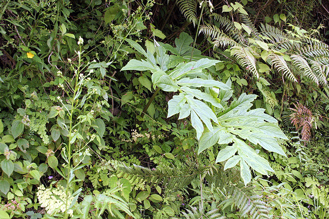 Gorgonidium vermicidum