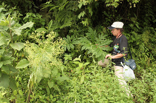 Gorgonidium vermicidum