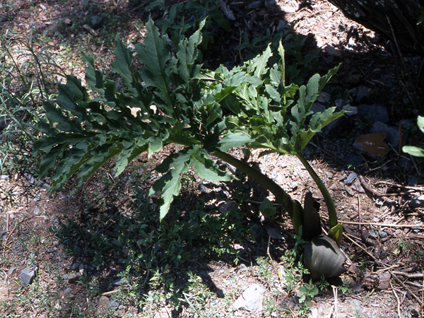 Gorgonidium vermicidum