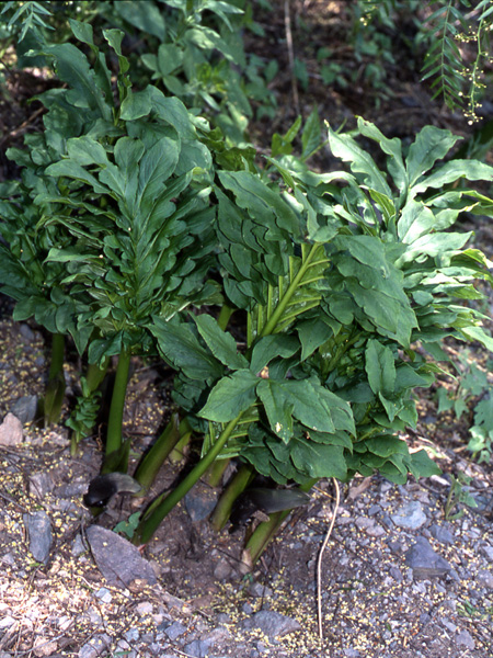 Gorgonidium vermicidum