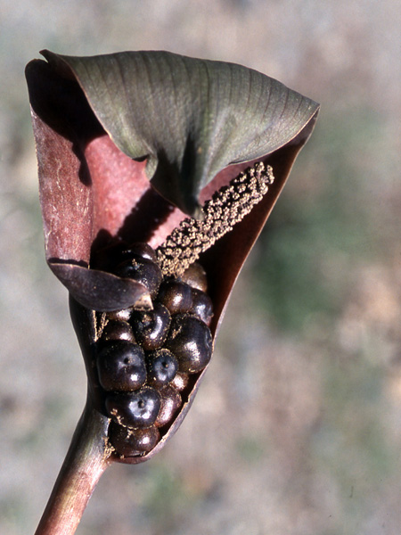 Gorgonidium vermicidum