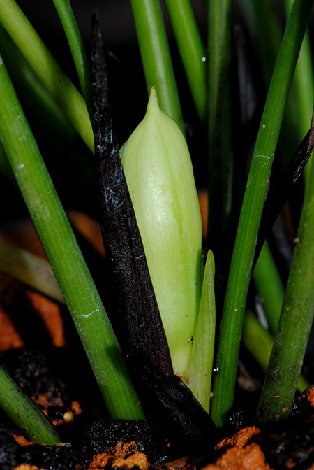 Gosong brevipedunculata