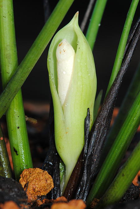 Gosong brevipedunculata
