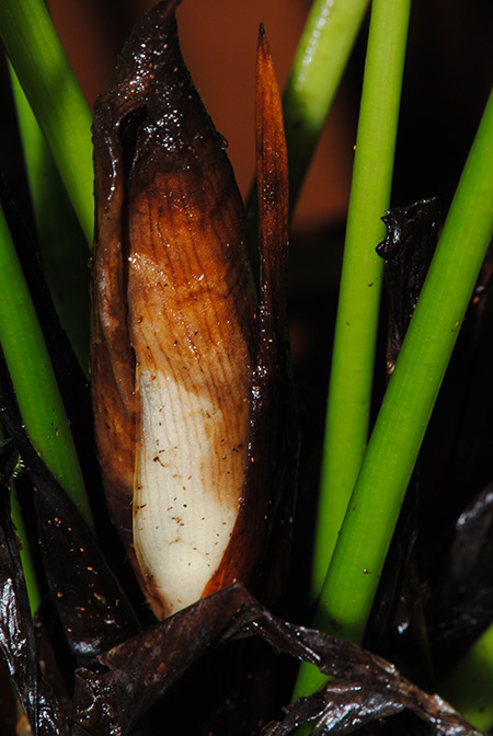 Gosong brevipedunculata