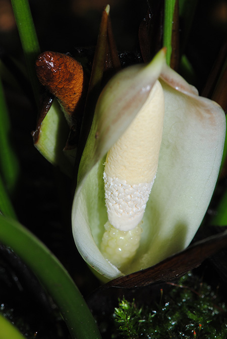 Gosong brevipedunculata
