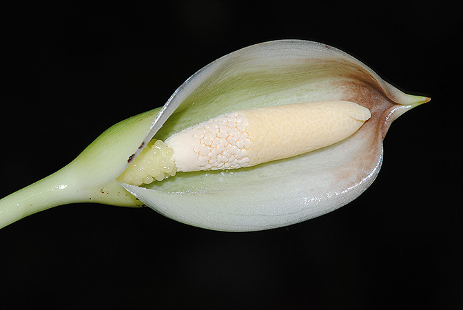 Gosong brevipedunculata
