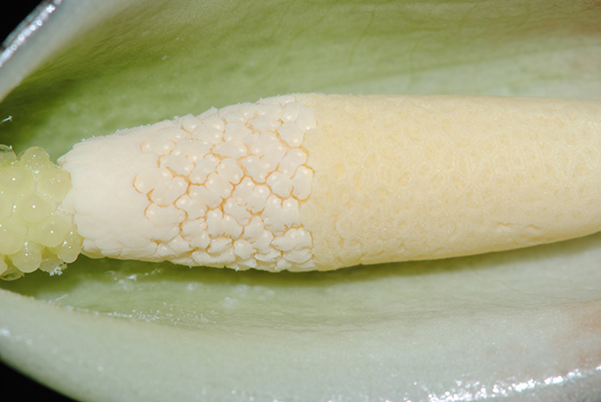 Gosong brevipedunculata