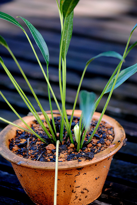 Gosong brevipedunculata