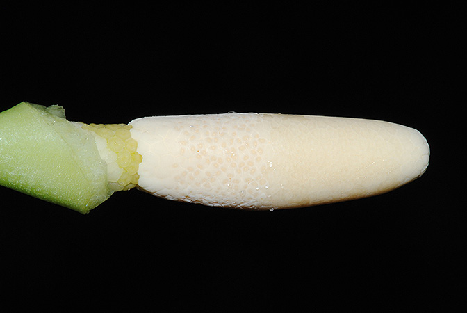Gosong brevipedunculata