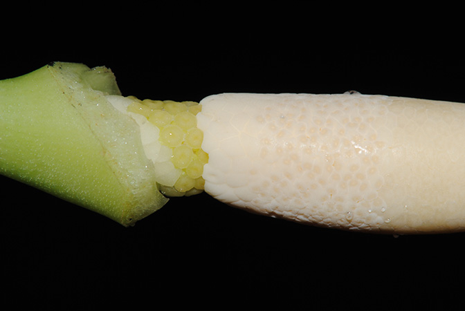 Gosong brevipedunculata