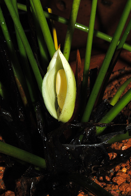 Gosong brevipedunculata