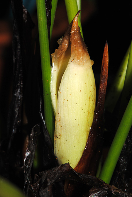 Gosong brevipedunculata