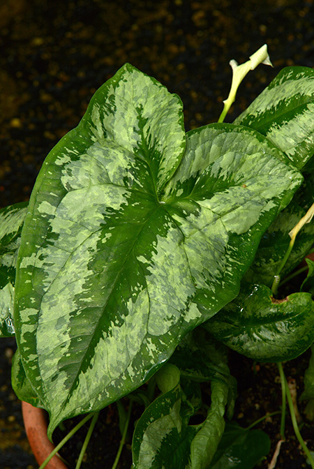 Hapaline benthamiana