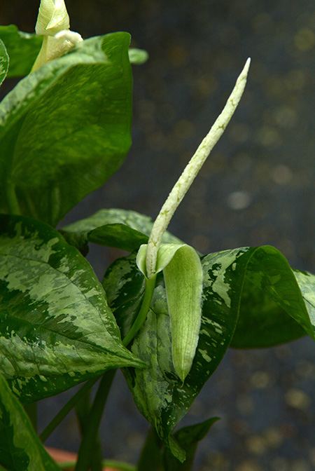 Hapaline benthamiana