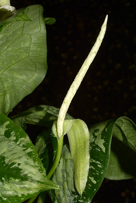 Hapaline benthamiana