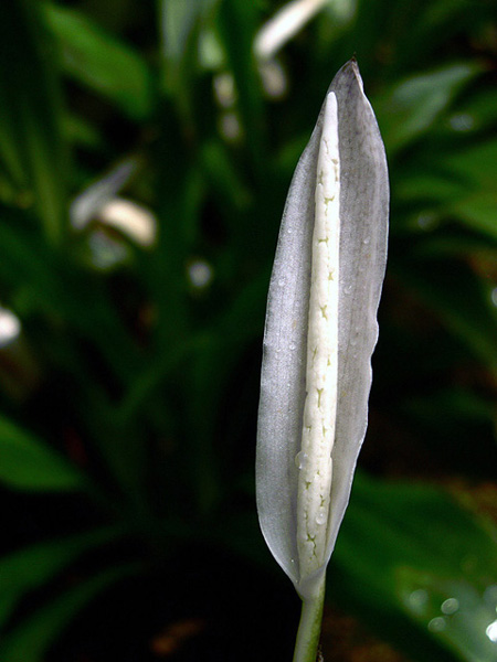 Hapaline brownii