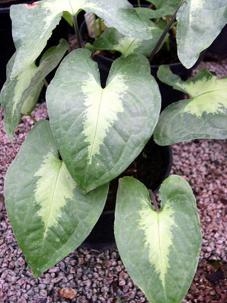 Hapaline brownii