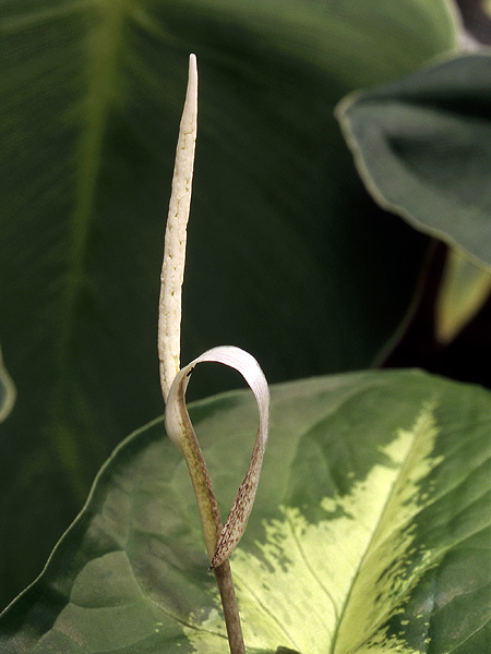 Hapaline brownii
