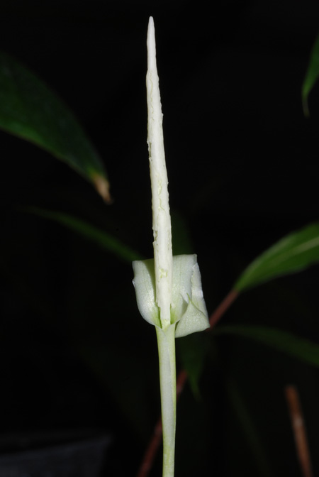 Hapaline colaniae