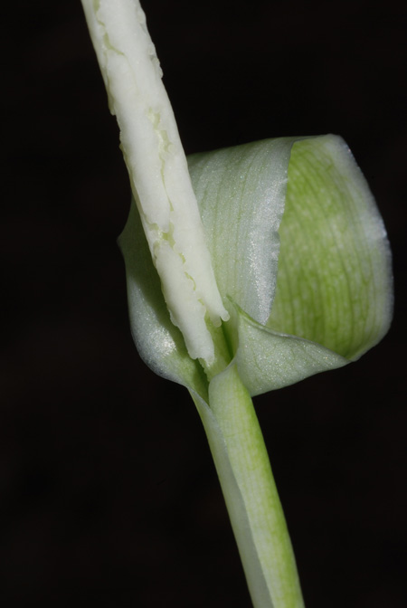 Hapaline colaniae