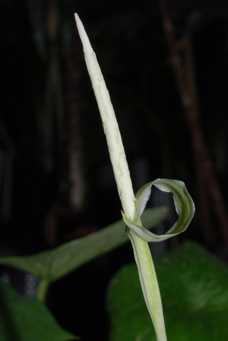 Hapaline colaniae