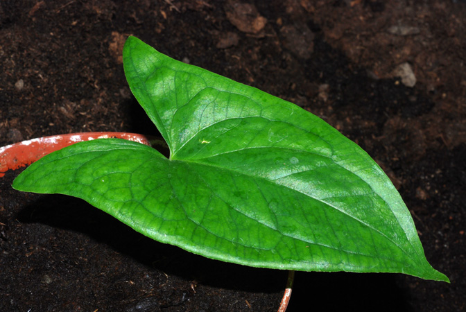 Hapaline colaniae
