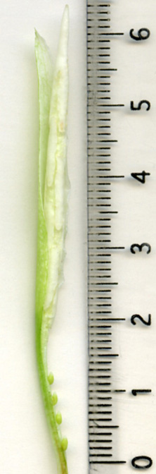 Hapaline colaniae