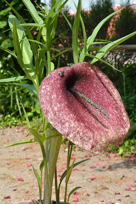 Helicodiceros muscivorus