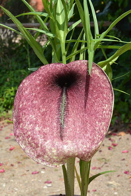 Helicodiceros muscivorus