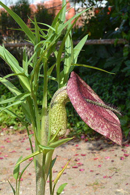 Helicodiceros muscivorus