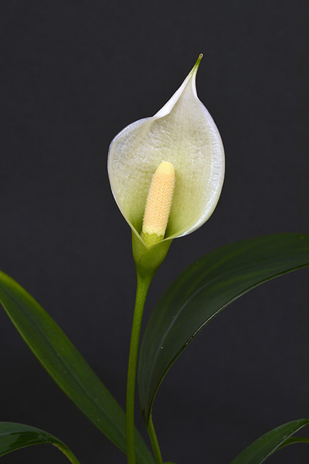 Heteroaridarum nicolsonii