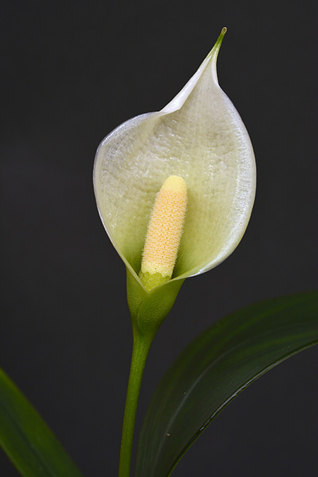 Heteroaridarum nicolsonii