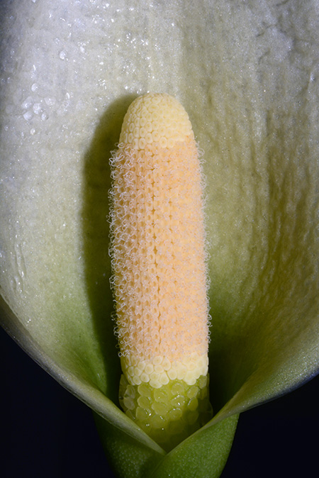 Heteroaridarum nicolsonii