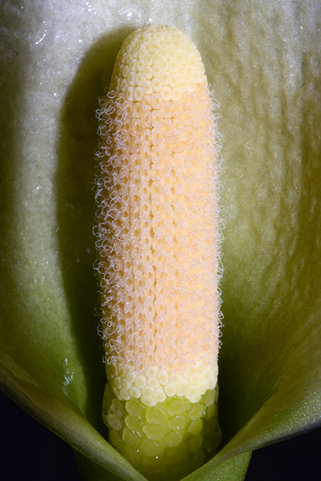 Heteroaridarum nicolsonii