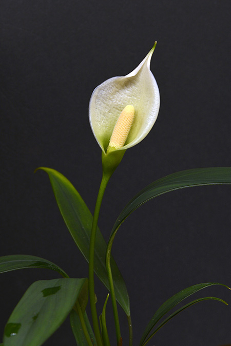 Heteroaridarum nicolsonii