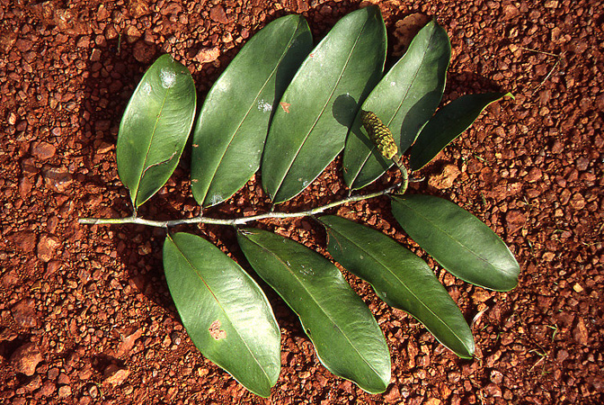 Heteropsis flexuosa