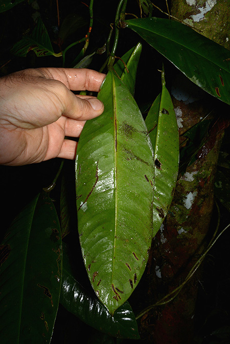 Heteropsis flexuosa