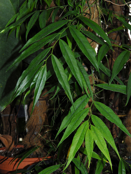Heteropsis oblongifolia