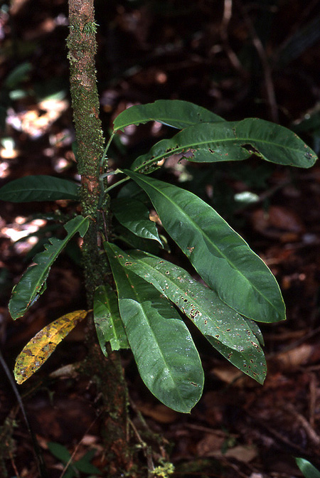 Heteropsis steyermarkii