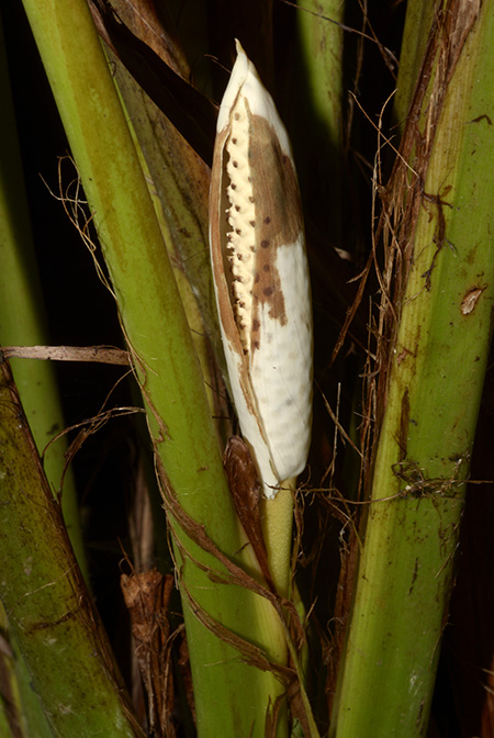 Holochlamys beccarii