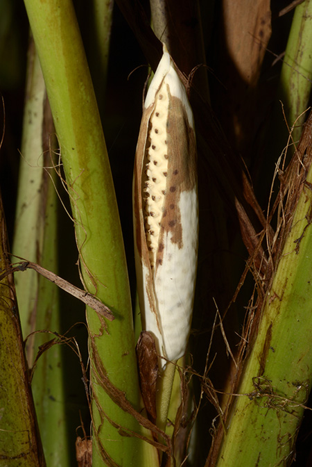 Holochlamys beccarii