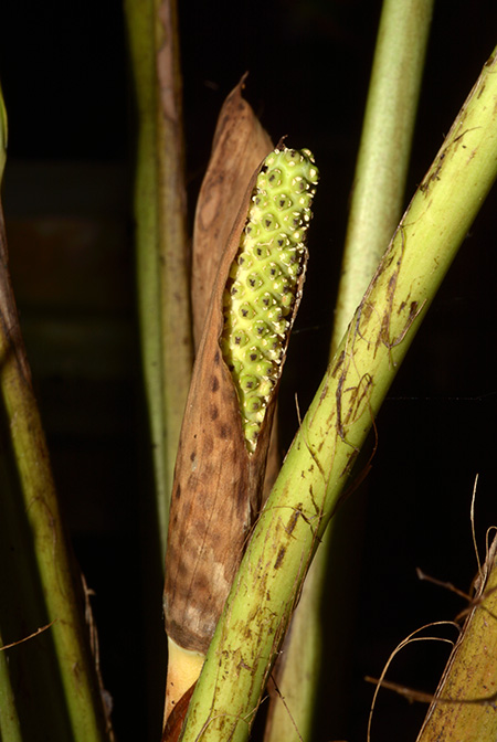 Holochlamys beccarii