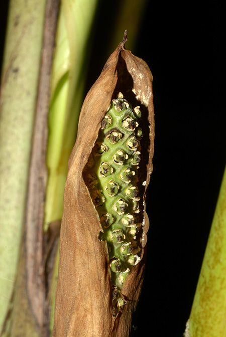 Holochlamys beccarii