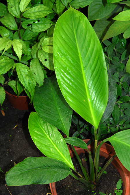 Holochlamys beccarii