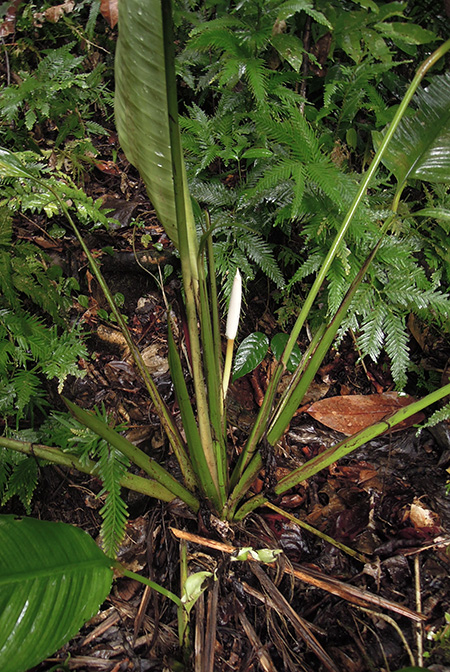 Holochlamys beccarii