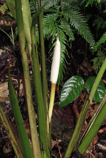 Holochlamys beccarii